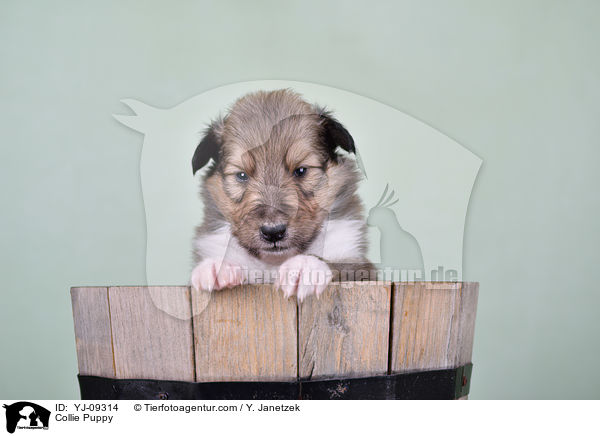 Collie Puppy / YJ-09314
