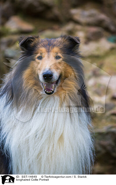 longhaired Collie Portrait / SST-14649