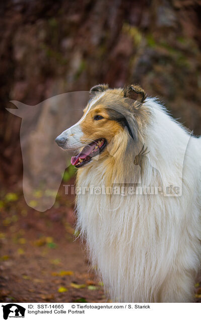 longhaired Collie Portrait / SST-14665