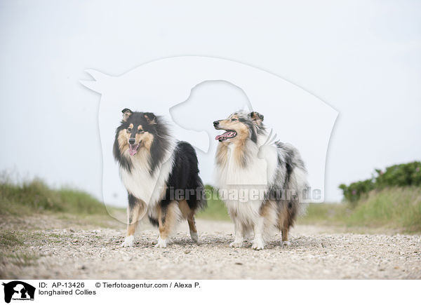 longhaired Collies / AP-13426