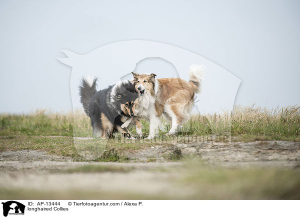 longhaired Collies / AP-13444