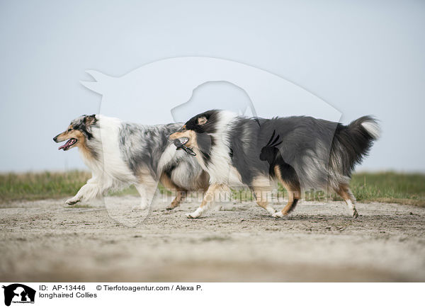 longhaired Collies / AP-13446