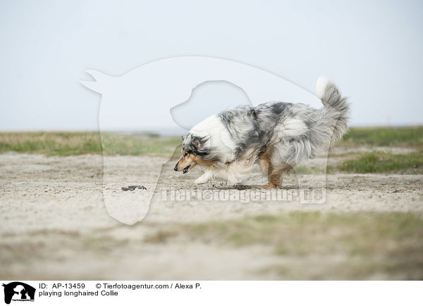 playing longhaired Collie / AP-13459