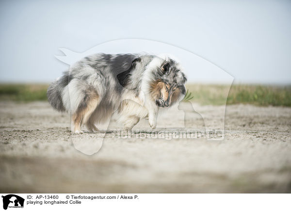 playing longhaired Collie / AP-13460