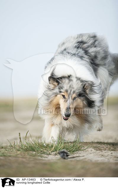 running longhaired Collie / AP-13463