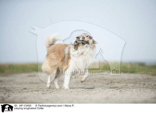 playing longhaired Collie / AP-13465