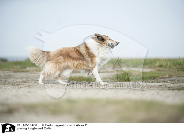 playing longhaired Collie / AP-13466