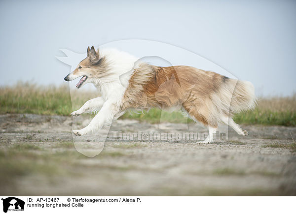 running longhaired Collie / AP-13467