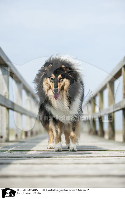 Langhaarcollie / longhaired Collie / AP-13485