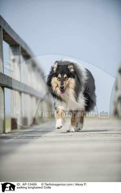 laufender Langhaarcollie / walking longhaired Collie / AP-13489
