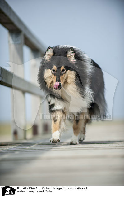 laufender Langhaarcollie / walking longhaired Collie / AP-13491
