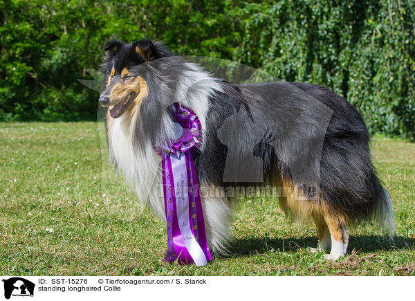 stehender Langhaarcollie / standing longhaired Collie / SST-15276