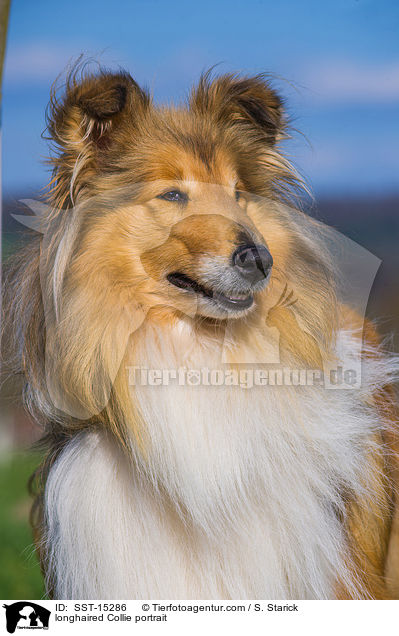 longhaired Collie portrait / SST-15286