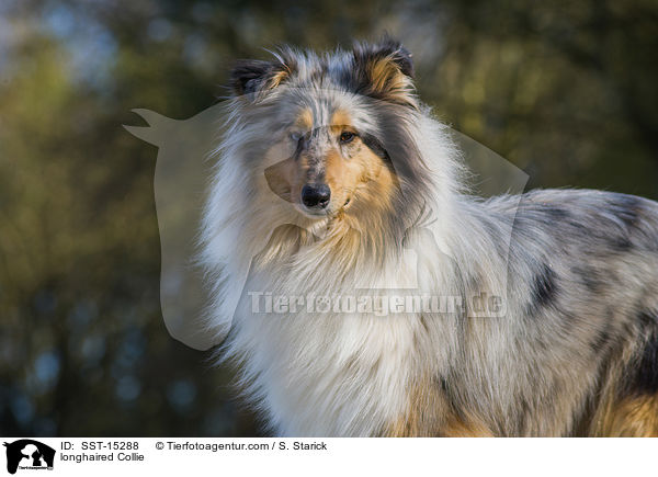 longhaired Collie / SST-15288