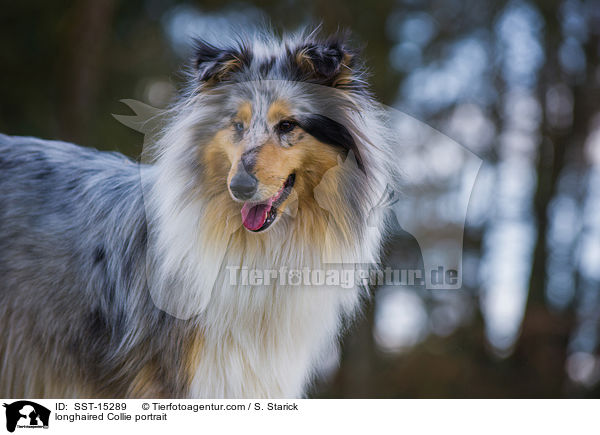 longhaired Collie portrait / SST-15289