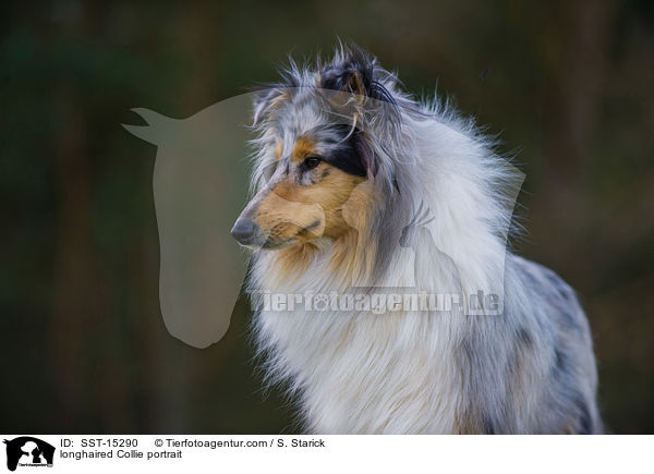 longhaired Collie portrait / SST-15290