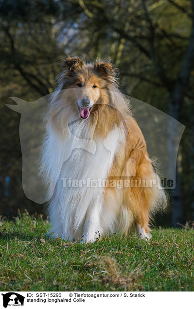 standing longhaired Collie / SST-15293