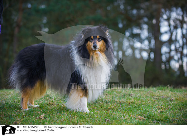 standing longhaired Collie / SST-15296