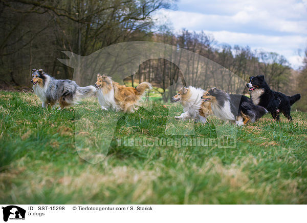 5 dogs / SST-15298