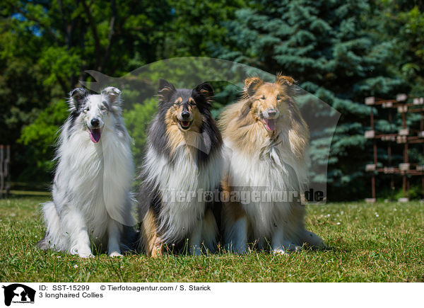 3 longhaired Collies / SST-15299