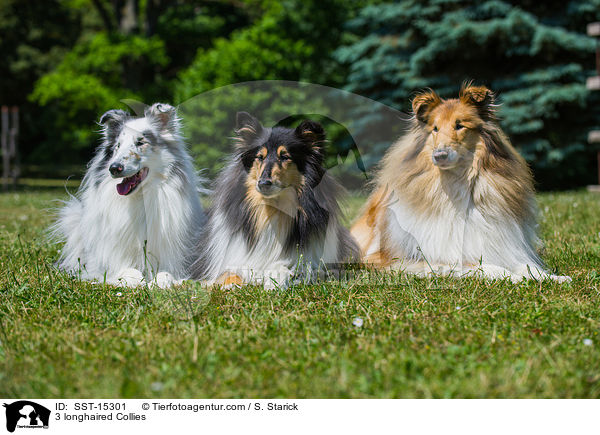 3 longhaired Collies / SST-15301