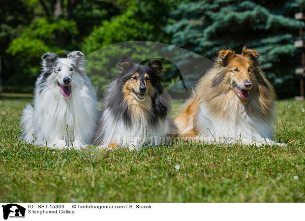 3 longhaired Collies / SST-15303