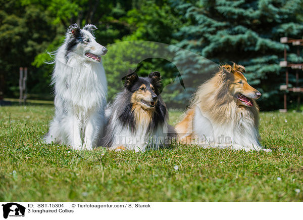 3 longhaired Collies / SST-15304