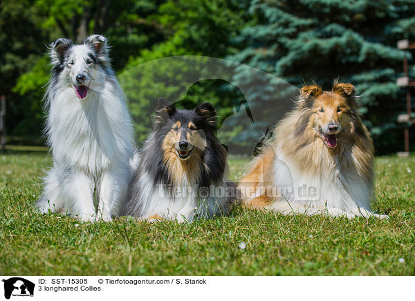 3 longhaired Collies / SST-15305
