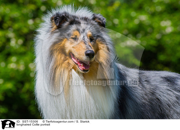 longhaired Collie portrait / SST-15306