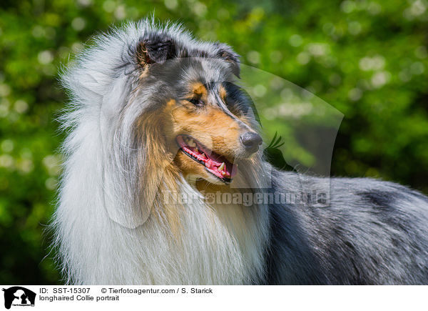 longhaired Collie portrait / SST-15307