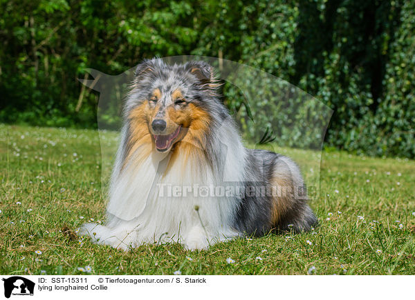 lying longhaired Collie / SST-15311