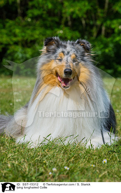 lying longhaired Collie / SST-15312