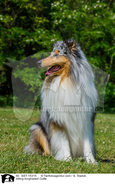 sitting longhaired Collie / SST-15315