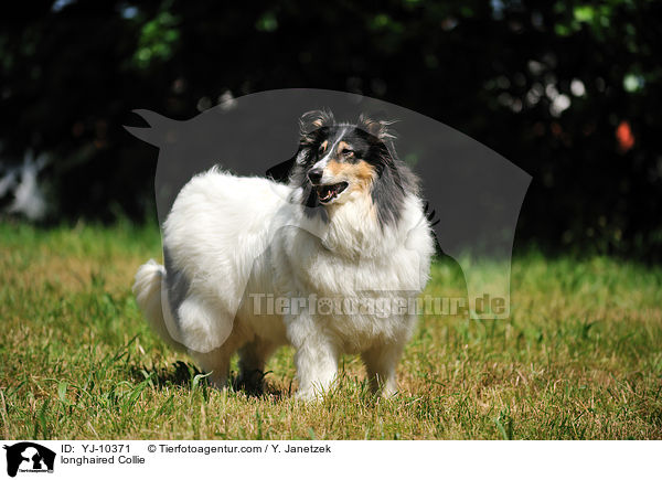 longhaired Collie / YJ-10371