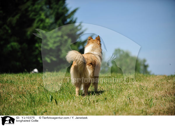 longhaired Collie / YJ-10375