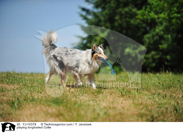 playing longhaired Collie / YJ-10378
