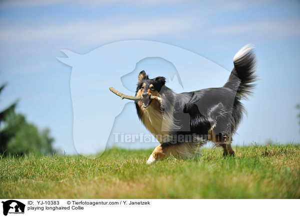 playing longhaired Collie / YJ-10383