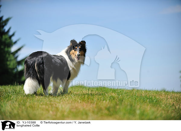 longhaired Collie / YJ-10388