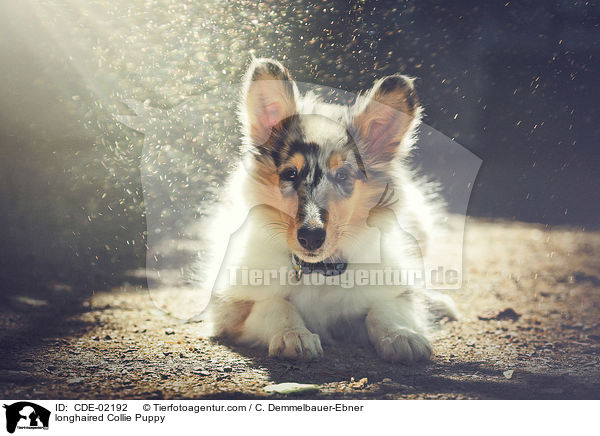 Langhaarcollie Welpe / longhaired Collie Puppy / CDE-02192