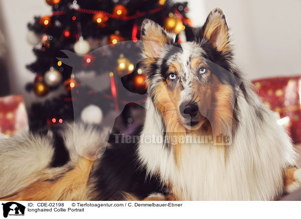longhaired Collie Portrait / CDE-02198