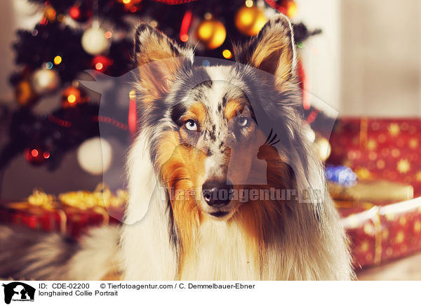 longhaired Collie Portrait / CDE-02200