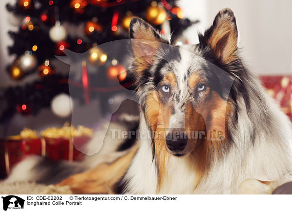 longhaired Collie Portrait / CDE-02202