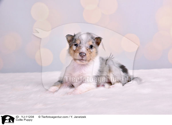 Collie Puppy / YJ-11208