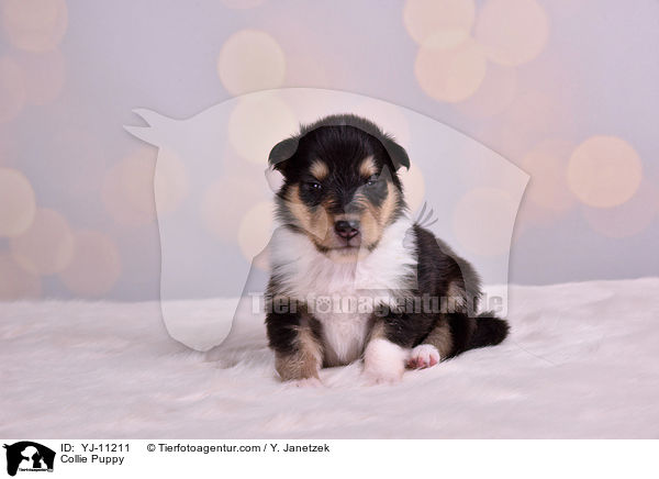 Collie Puppy / YJ-11211