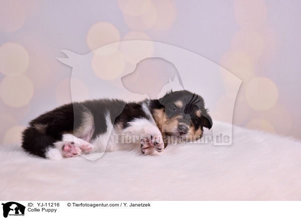 Collie Puppy / YJ-11216