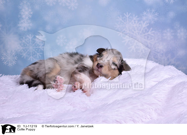 Collie Puppy / YJ-11219