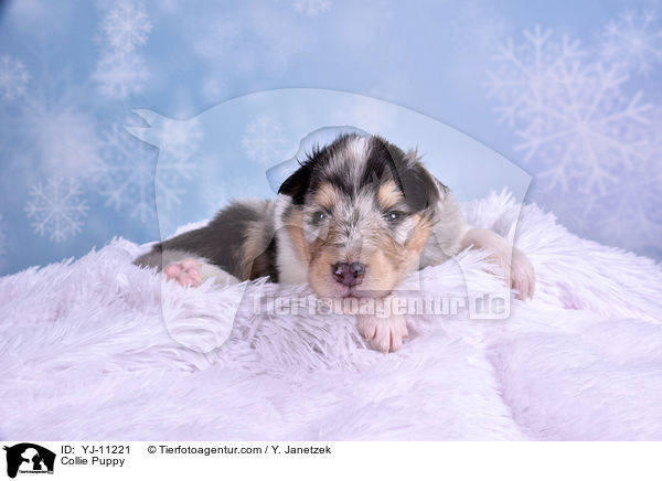 Collie Puppy / YJ-11221