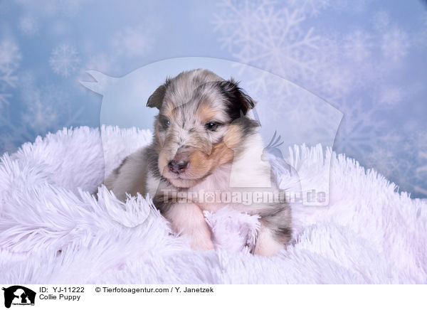 Collie Puppy / YJ-11222