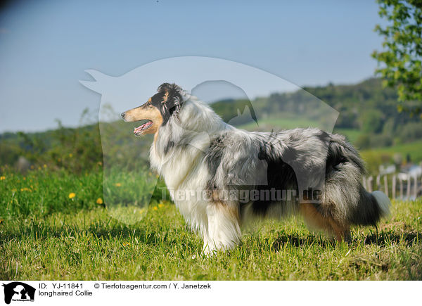 longhaired Collie / YJ-11841