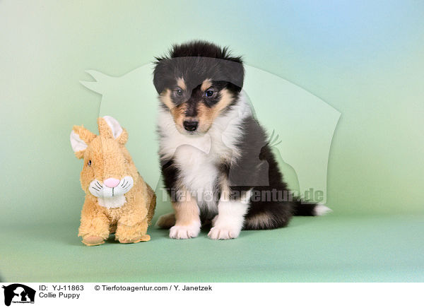 Collie Puppy / YJ-11863